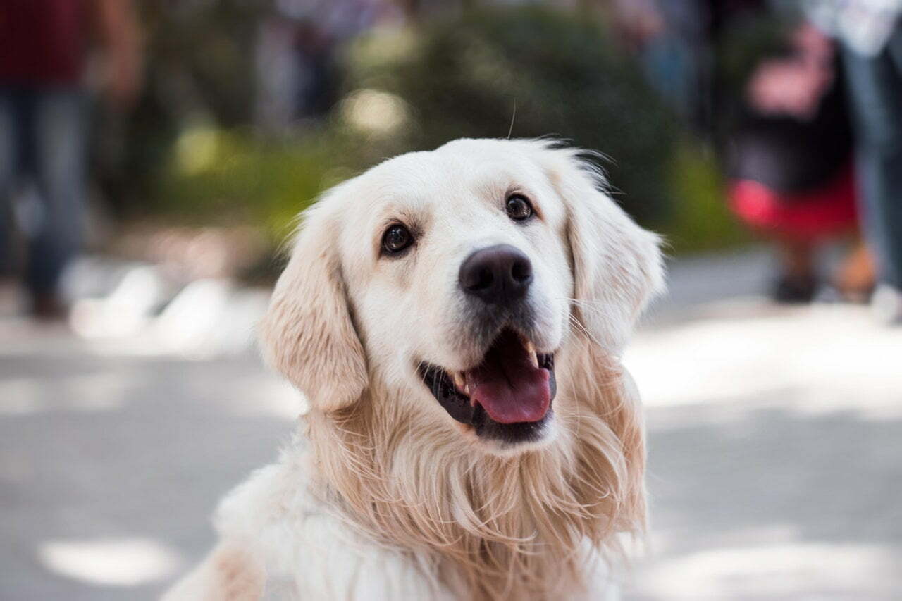 a dog with its mouth open