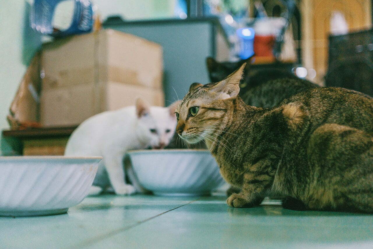 a couple of cats on a table