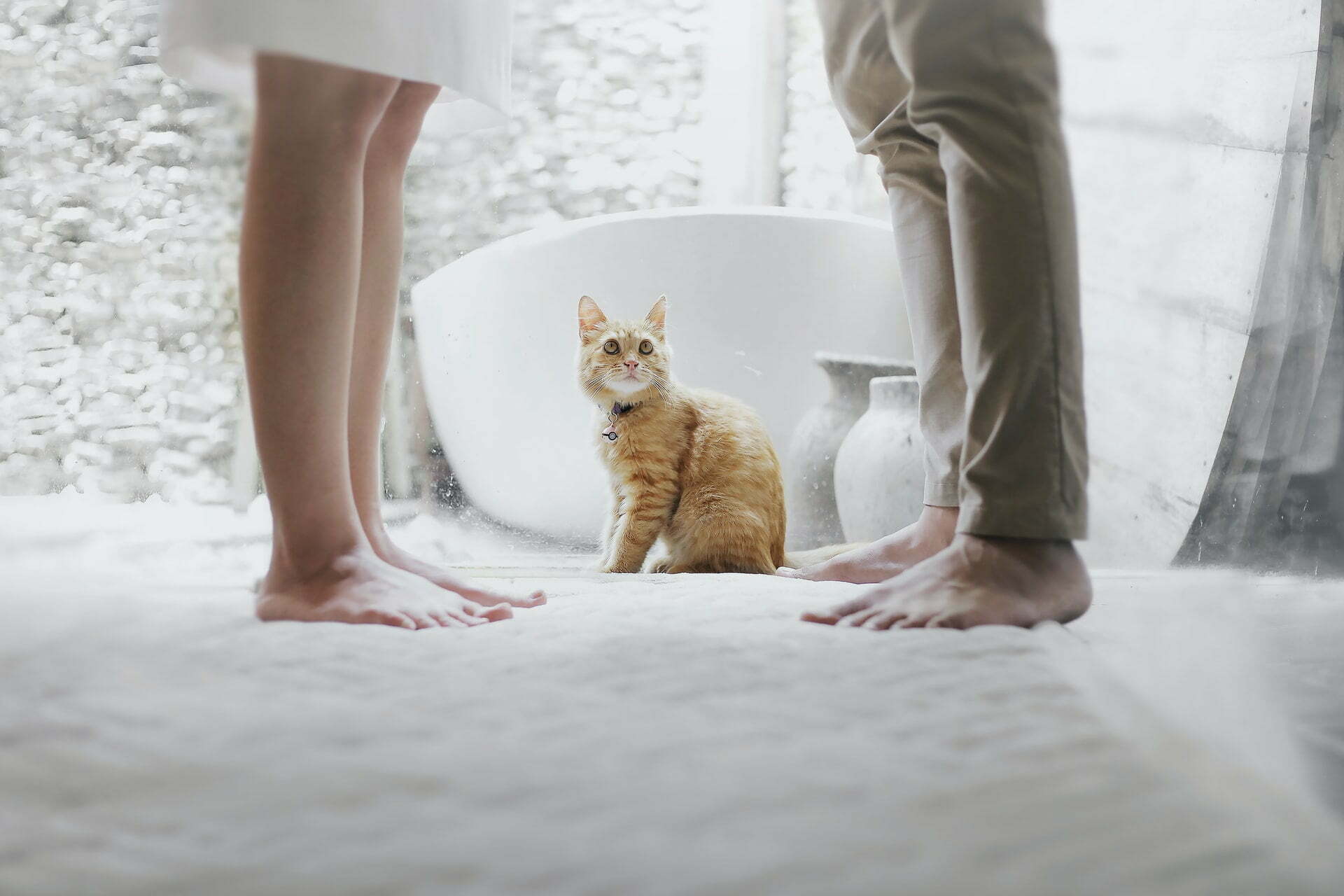 a cat sitting on a bed