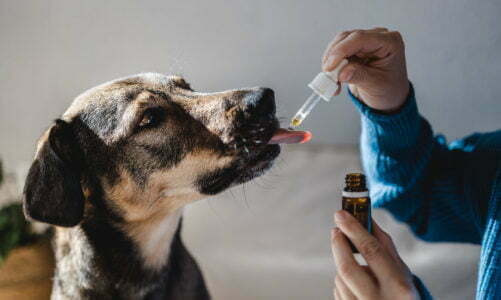 What’s the Best Practice for Using CBD Oil for Pets?