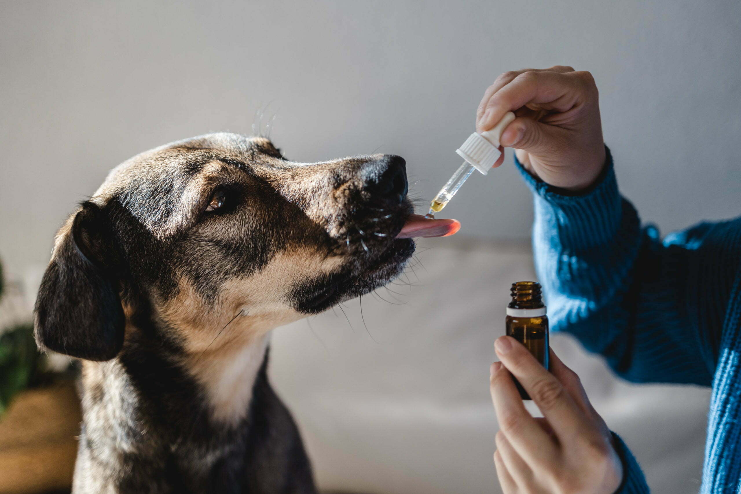 a dog getting a bottle of water