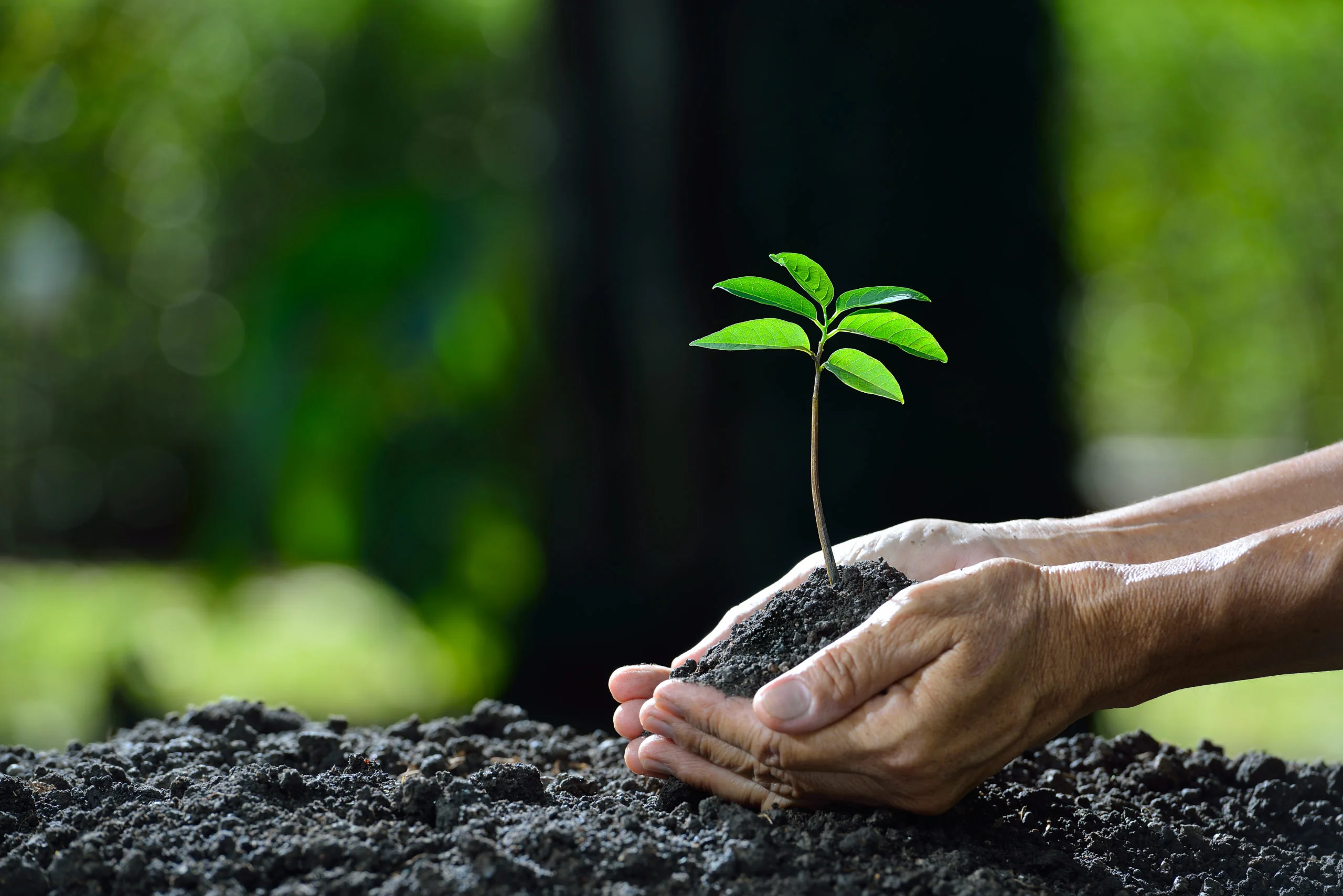 hands holding a seedling